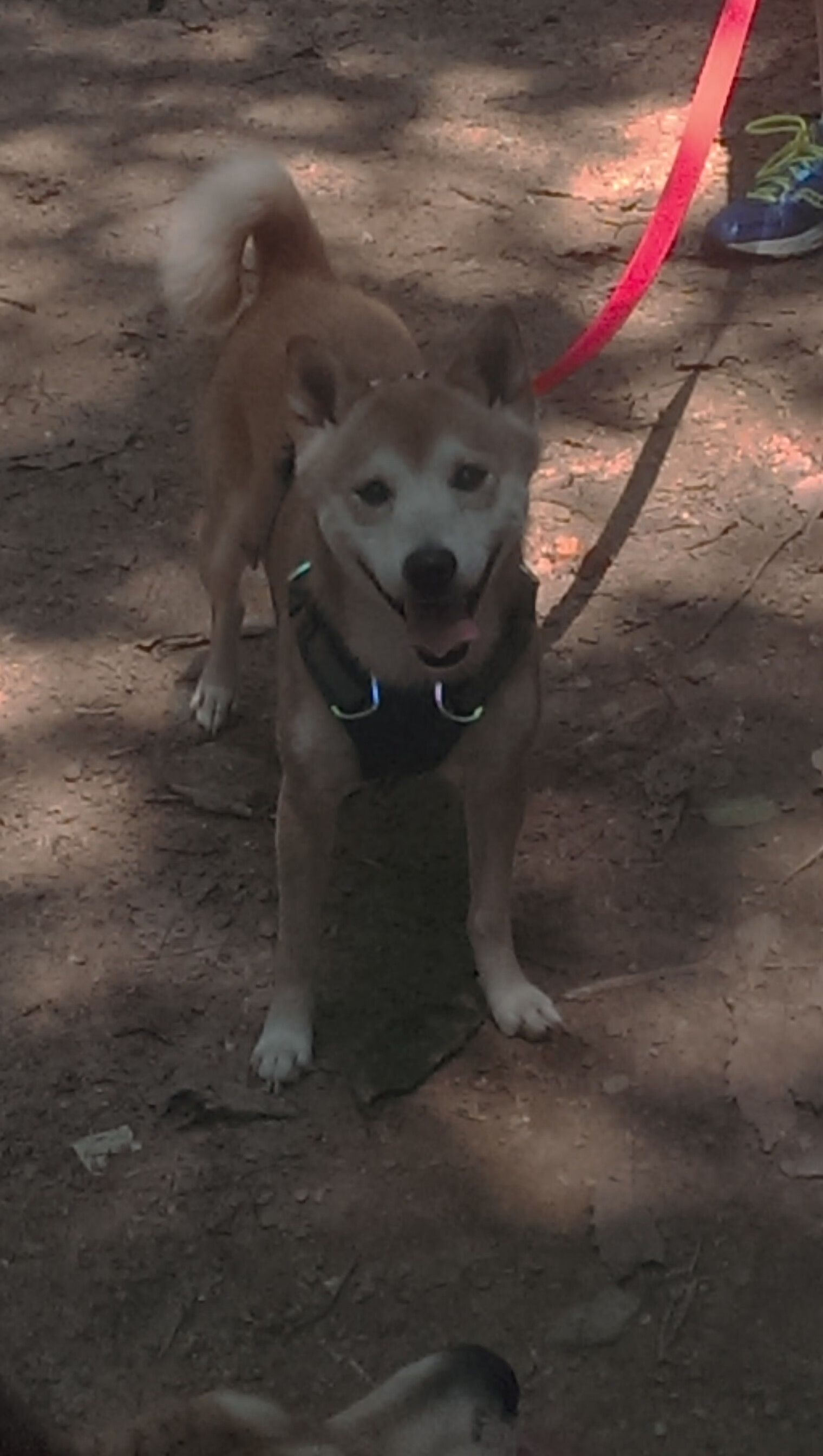 曾凡博有望登陆NBA篮网队训练营表现积极备受美媒关注，曾凡博篮球个人资料