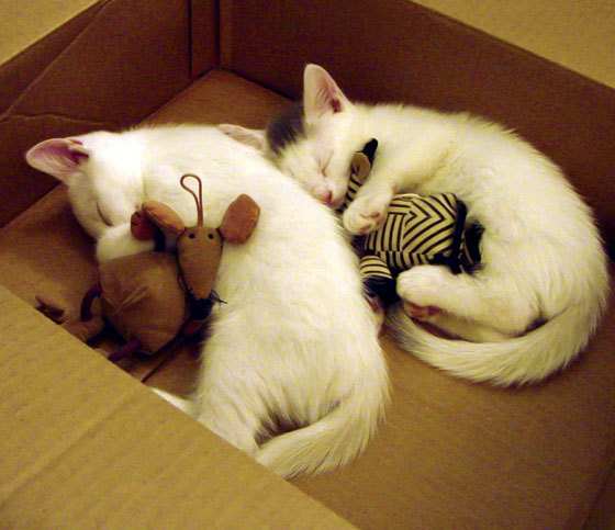 九游娱乐APP-苏炳添助力地方运动会点燃圣火，苏炳添全运会精彩瞬间